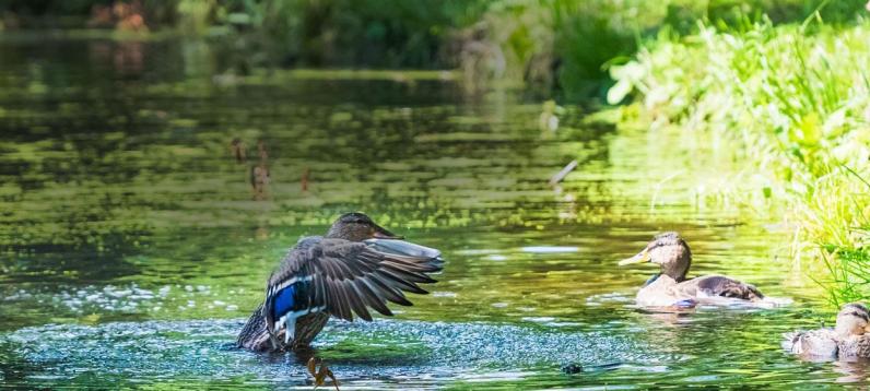 Duck landing in water