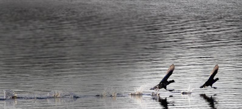 Two birds chase each other across the water