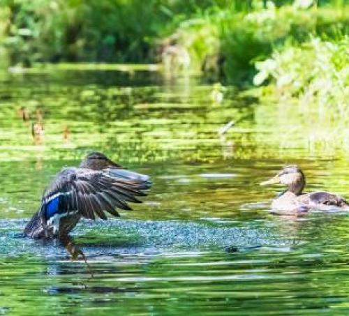 Duck landing in a pond 
