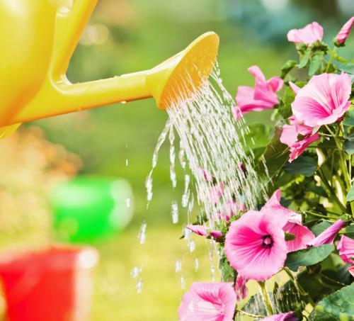 Watering can watering pink flowers