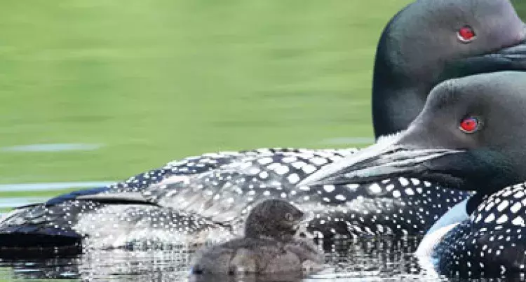 loons with baby on a lake